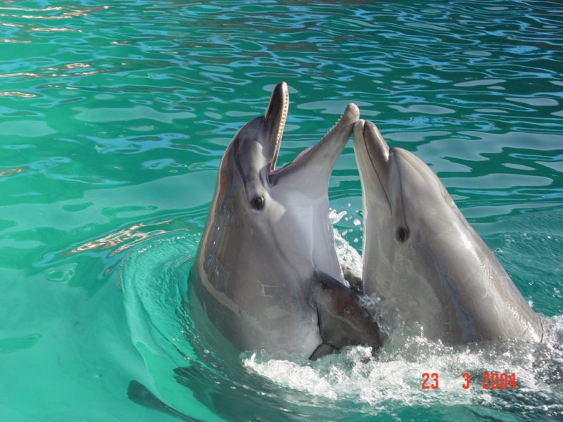 bahrain dolphin tour